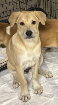 Chance -  Shepherd Dog for Adoption in Lafayette, Colorado - Chance | PetCurious