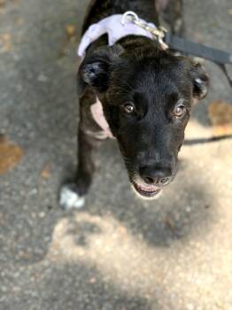 Thea -  Belgian Shepherd Malinois Dog for Adoption in Petersburg, Virginia - Thea | PetCurious