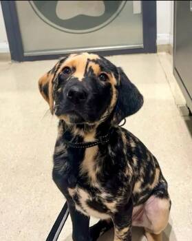 Spots -  Labrador Retriever Dog for Adoption in Woodsfield, Ohio - Spots | PetCurious