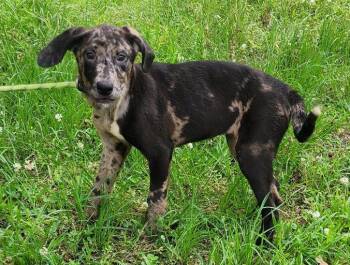 260600 Pocahantas -  Labrador Retriever and Catahoula Leopard Dog Dog Available for Adoption in Wetumpka, Alabama - 260600 Pocahantas | PetCurious
