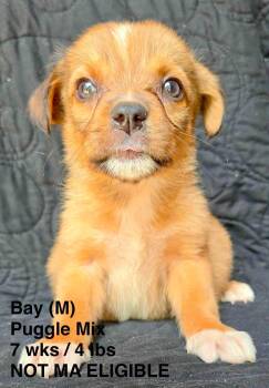 BAY -  Pug and Beagle Dog for Adoption in Pomfret, Connecticut - BAY | PetCurious