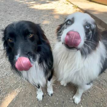Cole -  Australian Shepherd Dog for Adoption in Dayton, Ohio - Cole | PetCurious