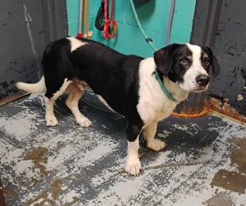 Paul #136 -  Basset Hound Dog for Adoption in New Lexington, Ohio - Paul #136 | PetCurious
