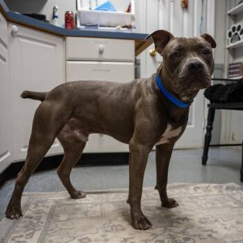 Bagel -  American Bulldog and Mixed Breed Dog for Adoption in Pawling, New York - Bagel | PetCurious