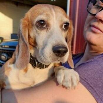 Susie Q -  Beagle Dog for Adoption in Riverside, California - Susie Q | PetCurious