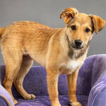 Mixed Breed Dogs Available for Adoption in Yaphank, New York - Fable  | PetCurious