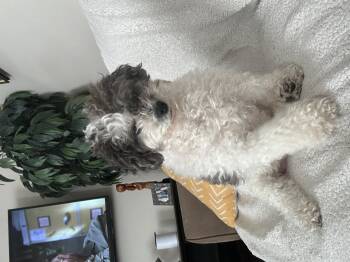 Ivy -  Shih Tzu and Poodle Dog for Adoption in Toronto, Ontario - Ivy | PetCurious