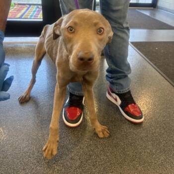 Tikka -  Mixed Breed Dog for Adoption in Allentown, Pennsylvania - Tikka | PetCurious