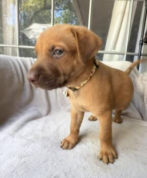 Melon -  Golden Retriever and Mixed Breed Dog for Adoption in Warr Acres, Oklahoma - Melon | PetCurious