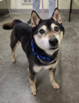 Shiba Inu Dogs Available for Adoption in Philadelphia, Pennsylvania - Rye | PetCurious