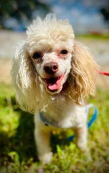 Rescue Poodle Dogs for Adoption in Pacolet, South Carolina - Brother Sep 25 | PetCurious