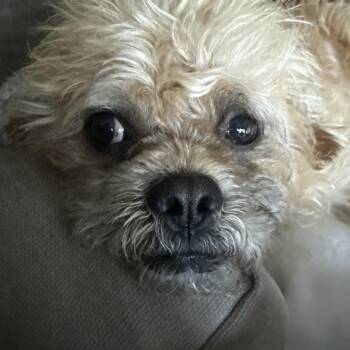 Richie -  Pekingese Dog for Adoption in Penryn, California - Richie | PetCurious