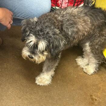 Bentley -  Mixed Breed Dog for Adoption in Lake Jackson, Texas - Bentley | PetCurious