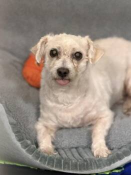 Olaf -  Miniature Poodle Dog for Adoption in Sacramento, California - Olaf | PetCurious