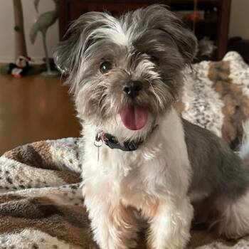 Rescue Shih Tzu Dogs for Adoption in Maitland, Florida - Lindy | PetCurious