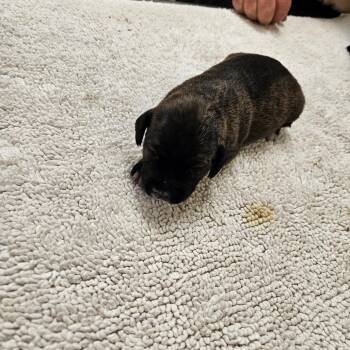 Mixed Breed Dogs Available for Adoption in Lake Panasoffkee, Florida - Mocha | PetCurious