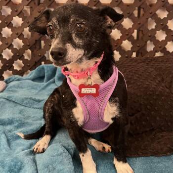 Jennifer Convertibles 14414 -  Chihuahua Dog for Adoption in San Francisco, California - Jennifer Convertibles 14414 | PetCurious