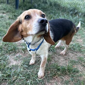 Mixed Breed Dogs Available for Adoption in Fredericksburg, Virginia - Button III | PetCurious