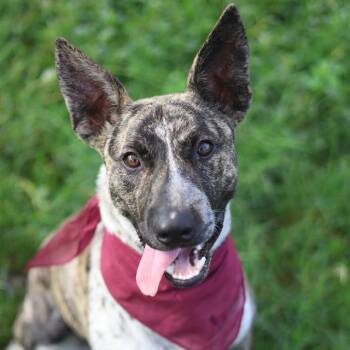ROSCO -  Australian Cattle Dog Blue Heeler Dog for Adoption in San Antonio, Texas - ROSCO | PetCurious