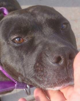 BELLA -  American Staffordshire Terrier Dog for Adoption in Flint, Michigan - BELLA | PetCurious