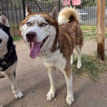 Rescue Siberian Husky Dogs for Adoption in Long Beach, California - COMET | PetCurious