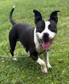 Rescue Pit Bull Terrier Dogs for Adoption in Virginia Beach, Virginia - 179358 Oreo | PetCurious