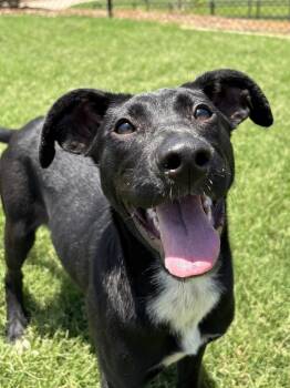 Becky -  Retriever Dog for Adoption in Wando, South Carolina - Becky | PetCurious