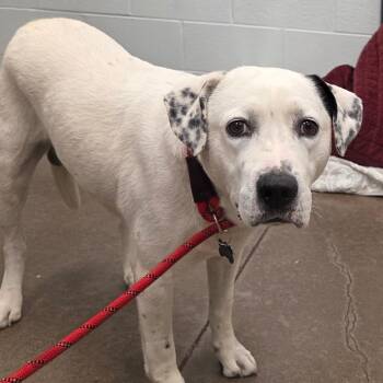 Burrow -  Labrador Retriever Dog for Adoption in Chattanooga, Tennessee - Burrow | PetCurious