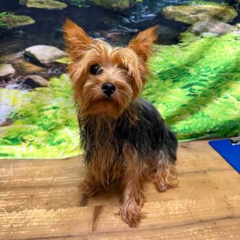 Bailey Boo -  Yorkshire Terrier Dog for Adoption in Normal, Illinois - Bailey Boo | PetCurious