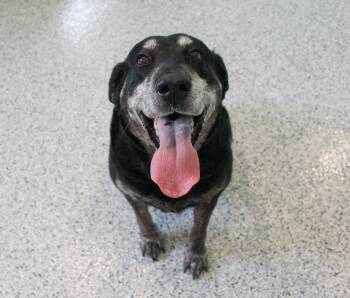 Black Labrador Retriever Dogs Available for Adoption in Hutchinson, Minnesota - Jael | PetCurious
