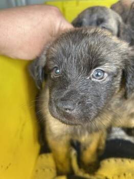 Creek -  Mixed Breed Dog for Adoption in Fort Worth, Texas - Creek | PetCurious