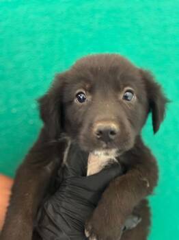 A255580 -  Border Collie and Pit Bull Terrier Dog for Adoption in Visalia, California - A255580 | PetCurious