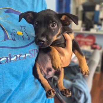Leon -  Shepherd Dog for Adoption in Wahiawa, Hawaii - Leon | PetCurious