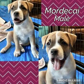 Mordecai -  Boxer Dog for Adoption in Manchester, Connecticut - Mordecai | PetCurious