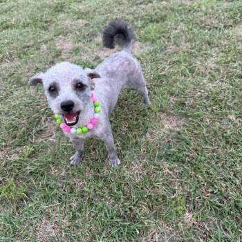 Shirley -  Maltese and Miniature Poodle Dog for Adoption in San Antonio, Texas - Shirley | PetCurious