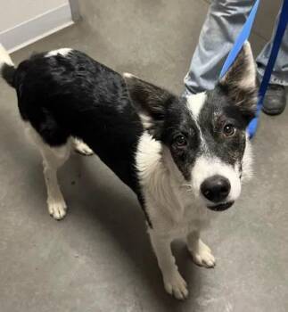 Otis -  Border Collie and Mixed Breed Dog for Adoption in Fresno, California - Otis | PetCurious