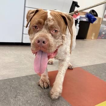 Mixed Breed Dogs Available for Adoption in Philadelphia, Pennsylvania - Smores | PetCurious