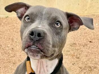 Alice -  Mixed Breed Dog for Adoption in Georgetown, Texas - Alice | PetCurious