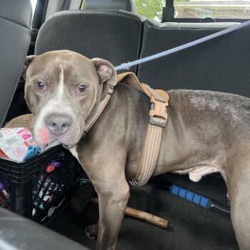 American Staffordshire Terrier Dogs Available for Adoption in East St. Louis, Illinois - Dodge | PetCurious