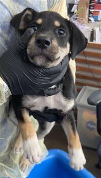 SIMION -  Mixed Breed Dog for Adoption in Dallas, Texas - SIMION | PetCurious