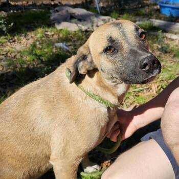 Mixed Breed Dogs Available for Adoption - Klover | PetCurious