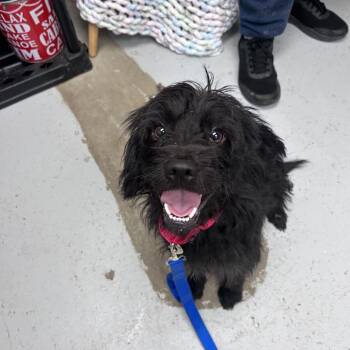 Amon -  Mixed Breed Dog for Adoption in Uniontown, Pennsylvania - Amon | PetCurious