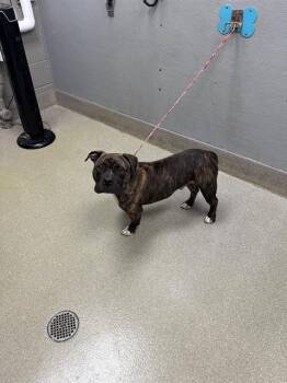 Rescue Pit Bull Terrier and Mixed Breed Dogs for Adoption in Las Vegas, Nevada - ACE | PetCurious