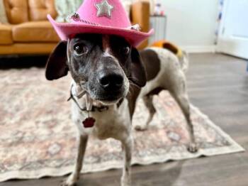 Jack Russell Terrier and German Shorthaired Pointer Dogs Available for Adoption - Piper Pepper Girly | PetCurious