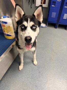Husky Dogs Available for Adoption in Sapulpa, Oklahoma - Vela | PetCurious