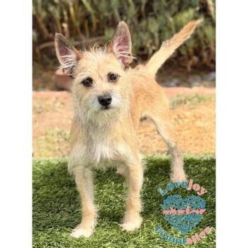 Canelo COH -  Cairn Terrier and Border Terrier Dog for Adoption in Inglewood, California - Canelo COH | PetCurious