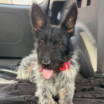 Piper -  Miniature Schnauzer and Australian Cattle Dog Blue Heeler Dog for Adoption in Guilford, Connecticut - Piper | PetCurious