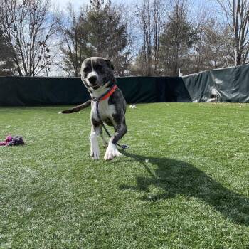 Mixed Breed Dogs Available for Adoption - Noah | PetCurious