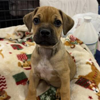 Bentley -  Puggle and Mixed Breed Dog for Adoption in Muldrow, Oklahoma - Bentley | PetCurious