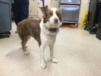 CINDY -  Australian Shepherd Dog for Adoption in Riverside, California - CINDY | PetCurious